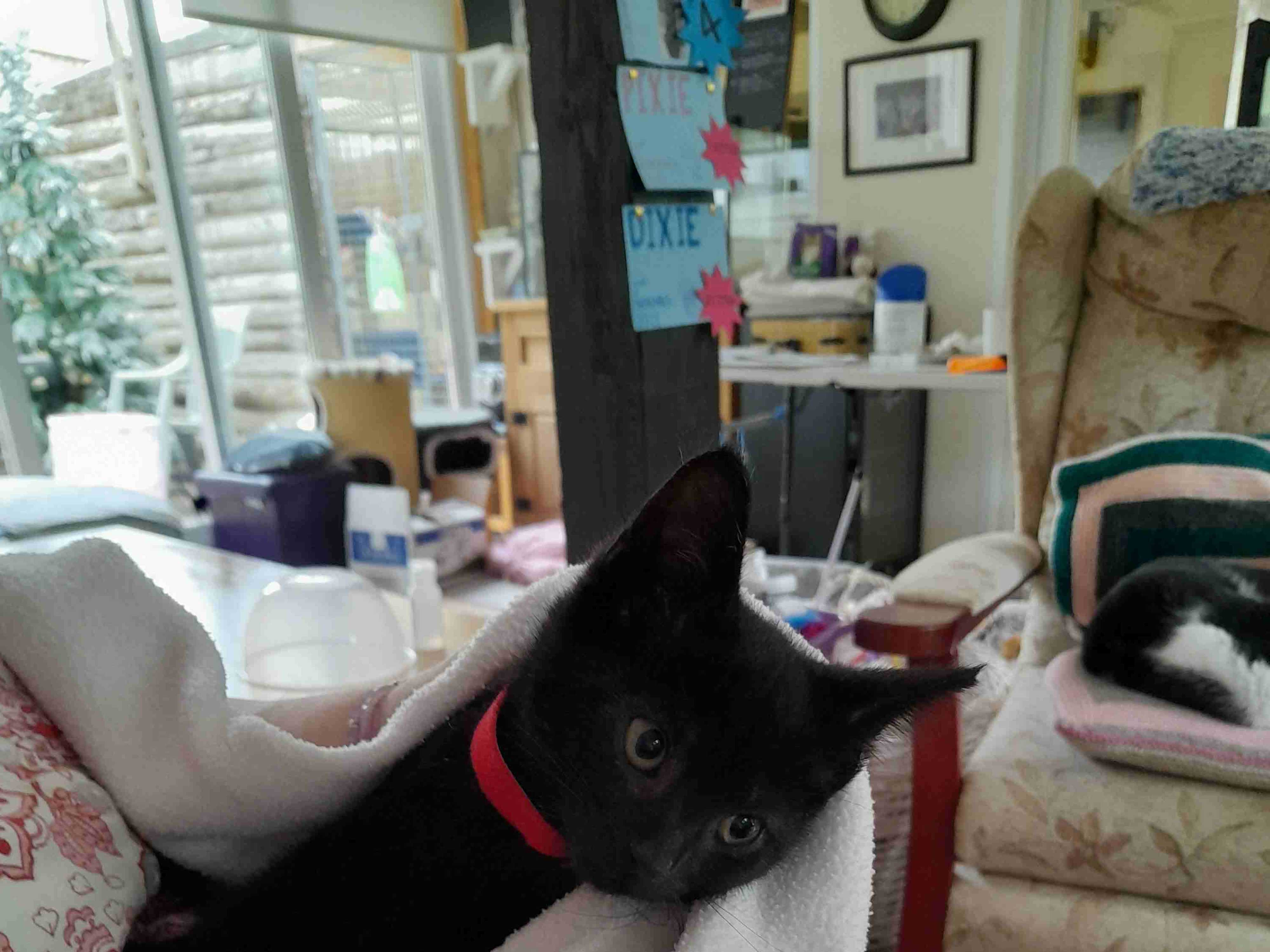 snap is a 6 week old black kitten having his first cuddle